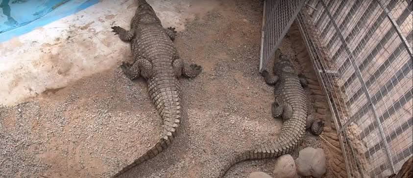 Crocodiles in an enclosure at Hurghada Grand Aquarium, highlighting its commitment to marine conservation and education through diverse, engaging exhibits.