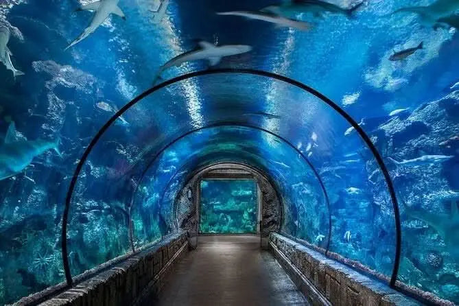 Hurghada Grand Aquarium tunnel showcasing fish and dolphins swimming, highlighting marine life conservation and educational experiences.