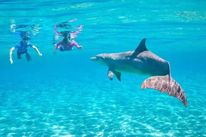 Sharm El Naga Snorkeling Tour: Experience swimming with dolphins and vibrant marine life in crystal-clear waters, perfect for snorkeling adventures.