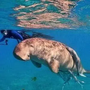 Person snorkeling near a large marine mammal in Sharm El Naga, highlighting the vibrant underwater life of this snorkeling tour experience.