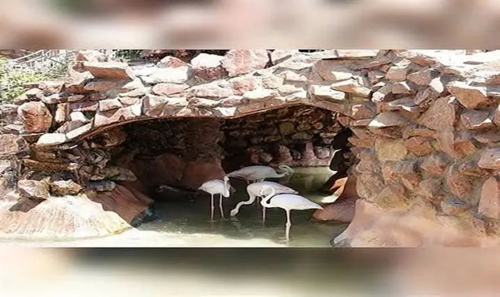 Flamingos gathering in a pond at the Hurghada Grand Aquarium, illustrating the enchanting wildlife experiences available for visitors engaging with marine conservation and education.