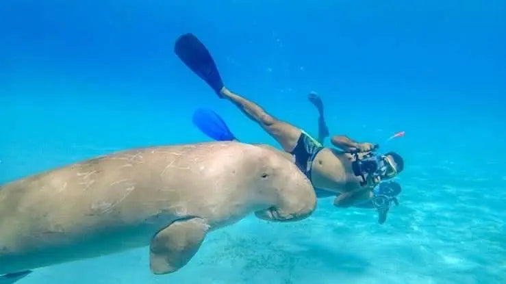 Man snorkeling near a manatee, showcasing the Sharm El Naga Snorkeling Tour's vibrant underwater experience with diverse marine life.