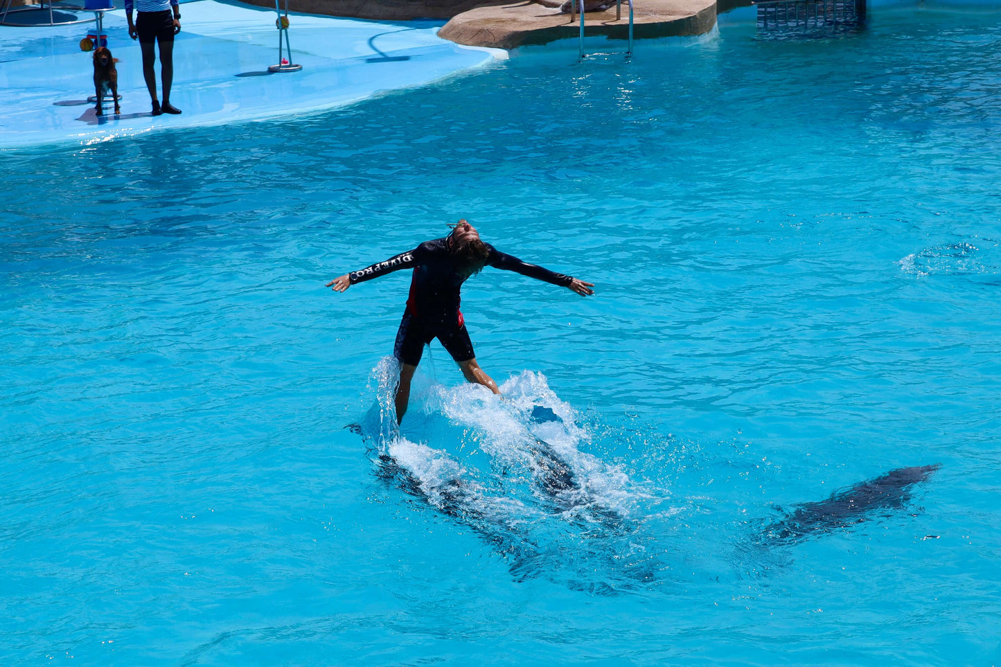 Delfin Dream Bundle