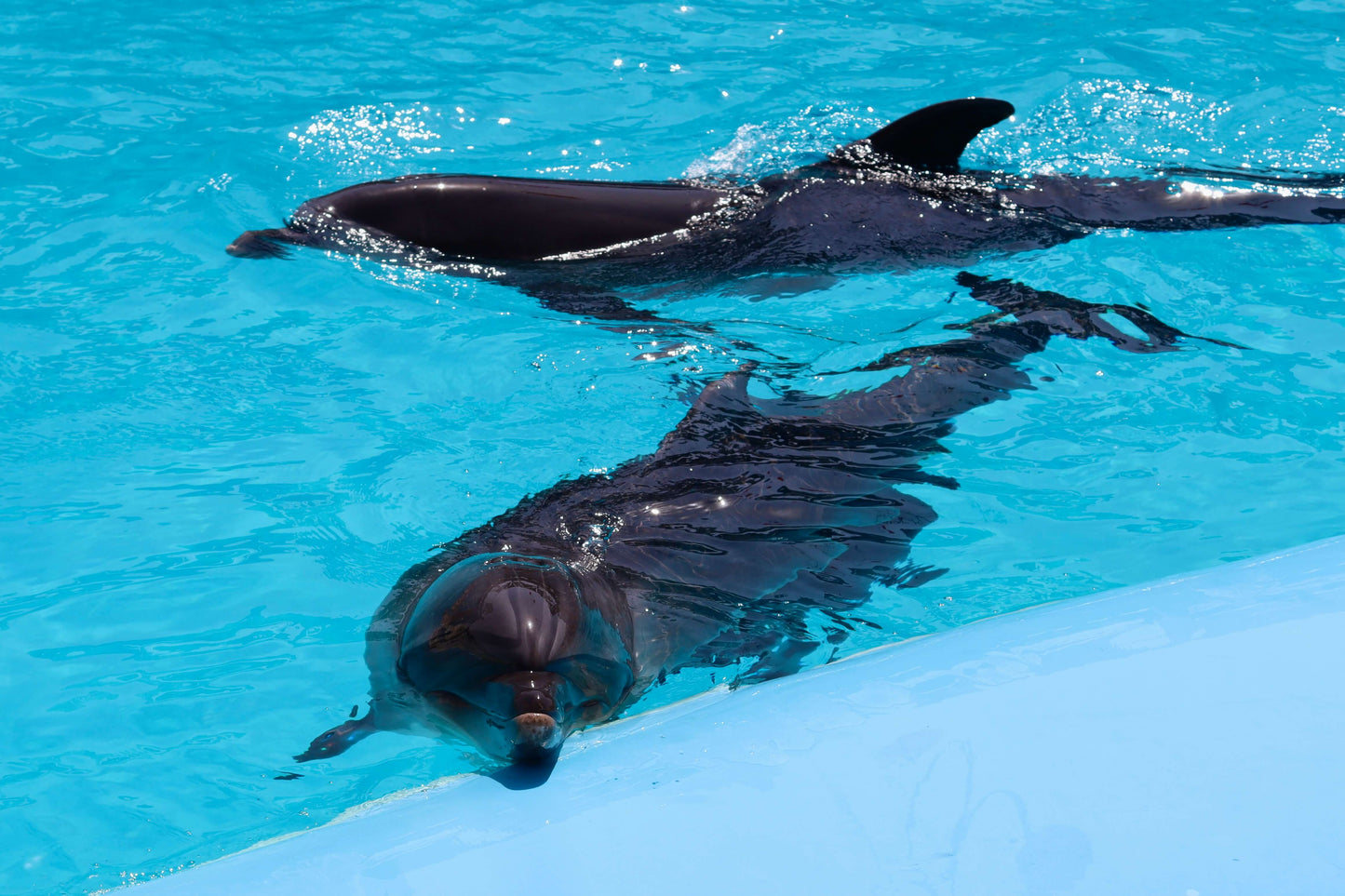 Delfin Dream Bundle
