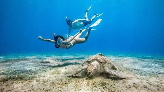 Couple snorkeling with a turtle in Sharm El Naga, showcasing vibrant marine life and coral reefs, highlighting the Sharm El Naga snorkeling tour experience.