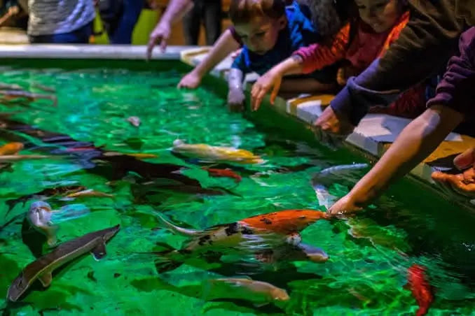 People feeding fish at Hurghada Grand Aquarium, highlighting interactive experiences and the educational aspect of marine conservation and ecology.