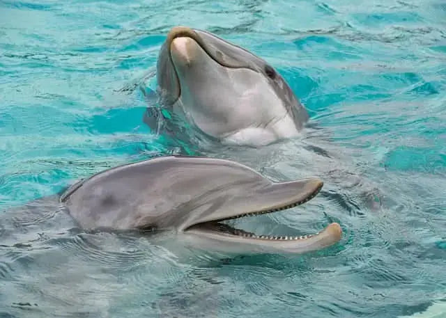 Two dolphins in water, illustrating the immersive experience of the Schwimmen mit Delfinen – 10 Minuten adventure, where participants swim alongside these intelligent marine mammals.