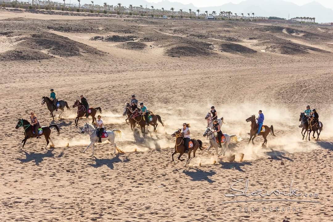 🐎🌊 "Morze i pustynia w jeden dzień, Twoja ekskluzywna oferta na Insta!
