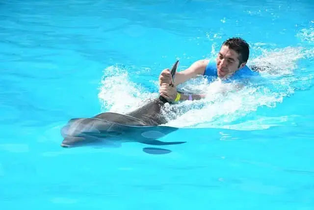 Man swimming with a dolphin in a pool, illustrating the Schwimmen mit Delfinen – 10 Minuten experience, showcasing close interaction with marine mammals.