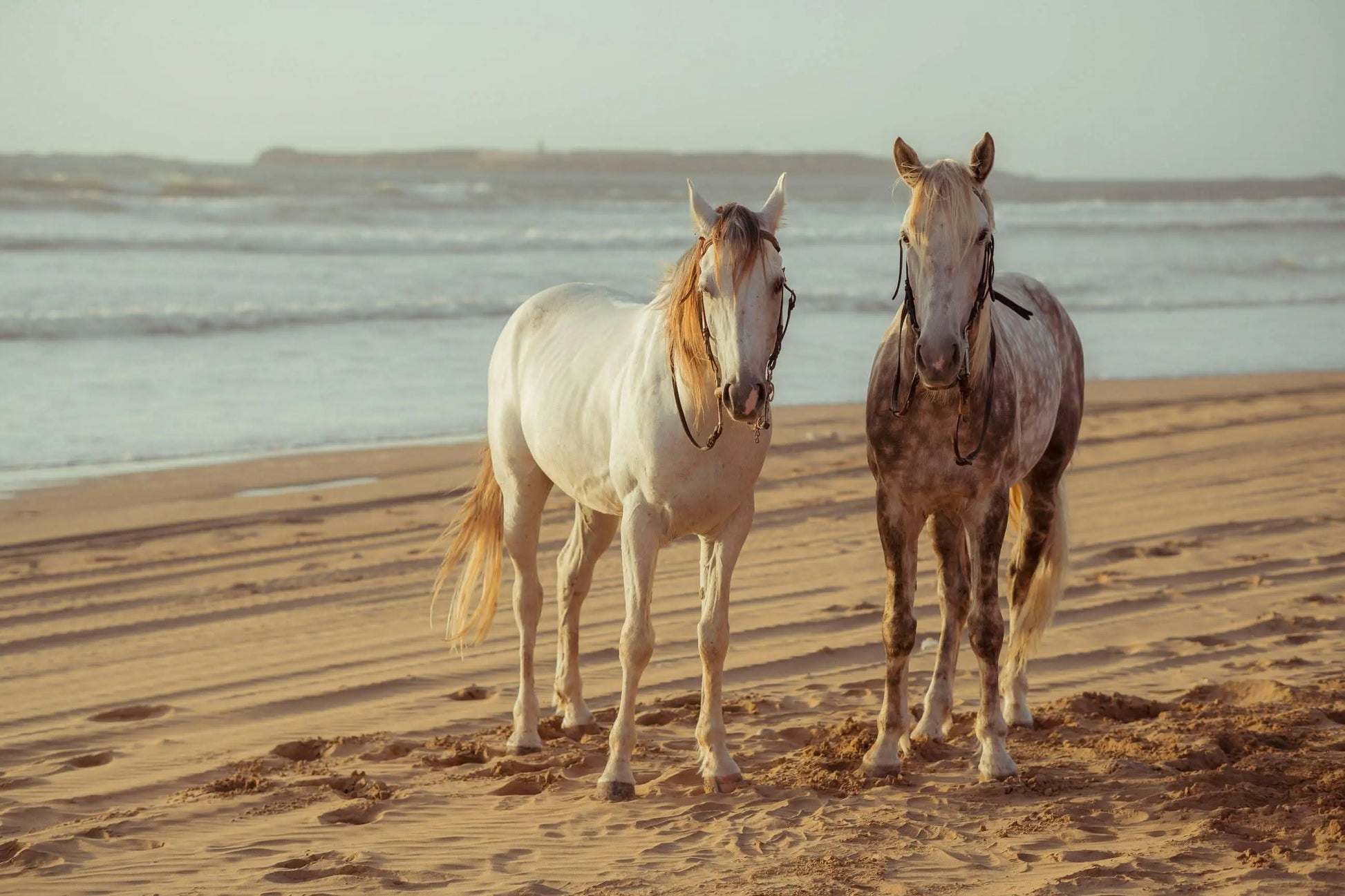 Two horses standing on a beach, illustrating the scenic experience of the horse-riding (3 hours) adventure, offering memorable rides along the sea.