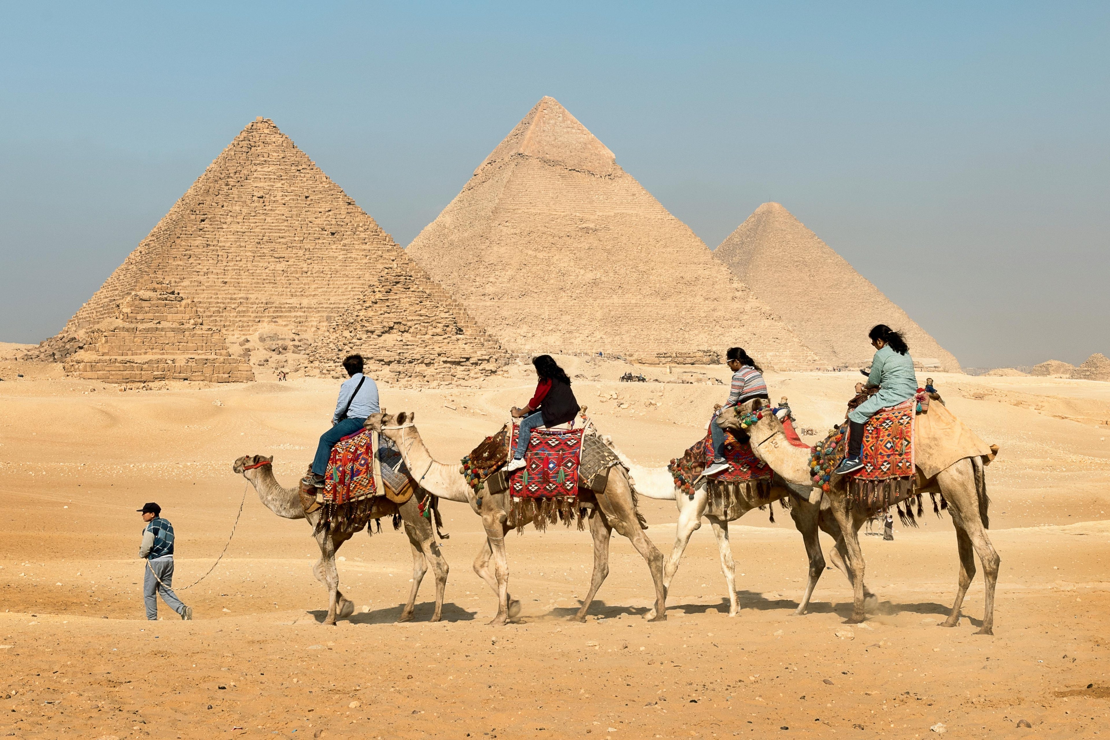 several camels with pyramids of giza in the background