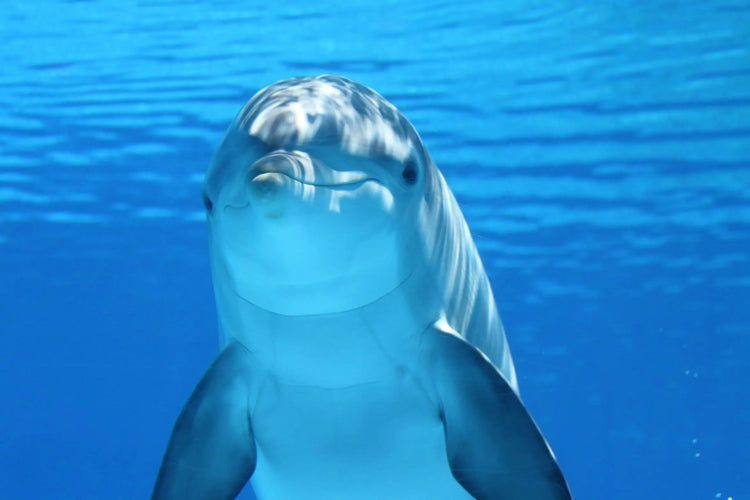 You see a dolphin in the sea