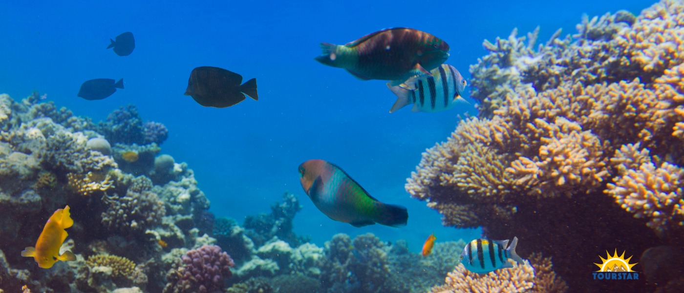 Several colorful fish in the reef