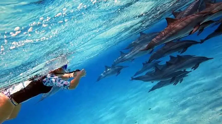 Paradise Island Snorkeling Tour - TOURSTAR HURGHADA