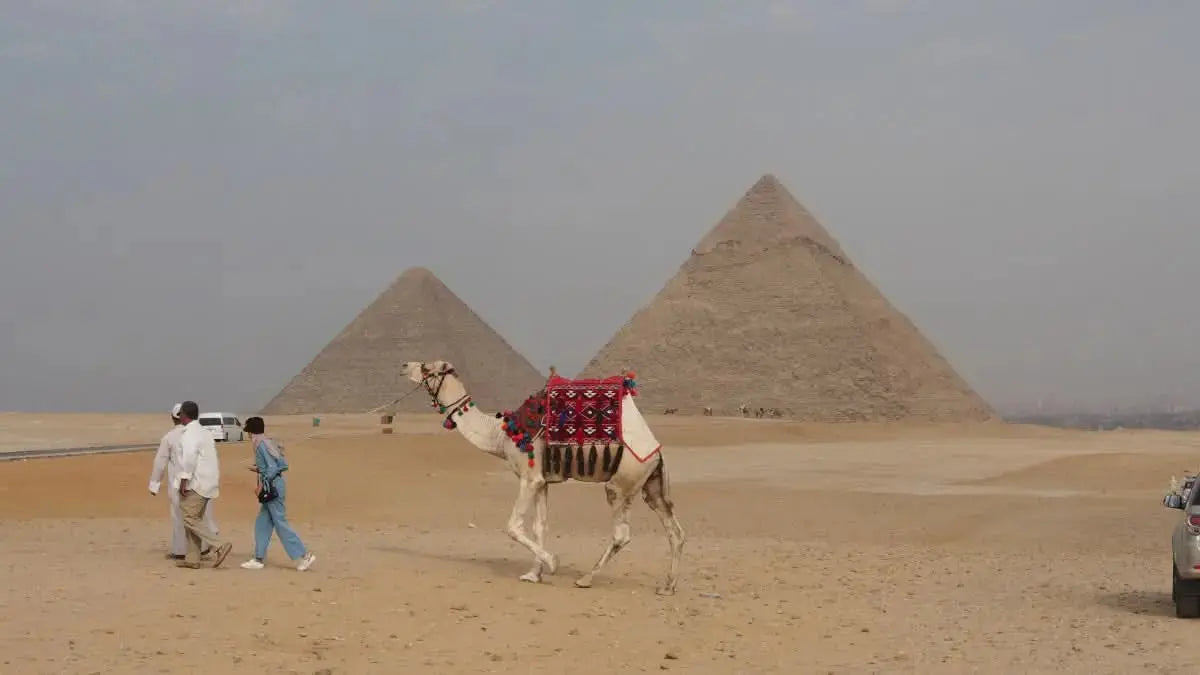 Camel with colorful saddle near pyramids, illustrating the Cultural Tour to Cairo - 1 day, showcasing an immersive historical and cultural experience in Egypt.