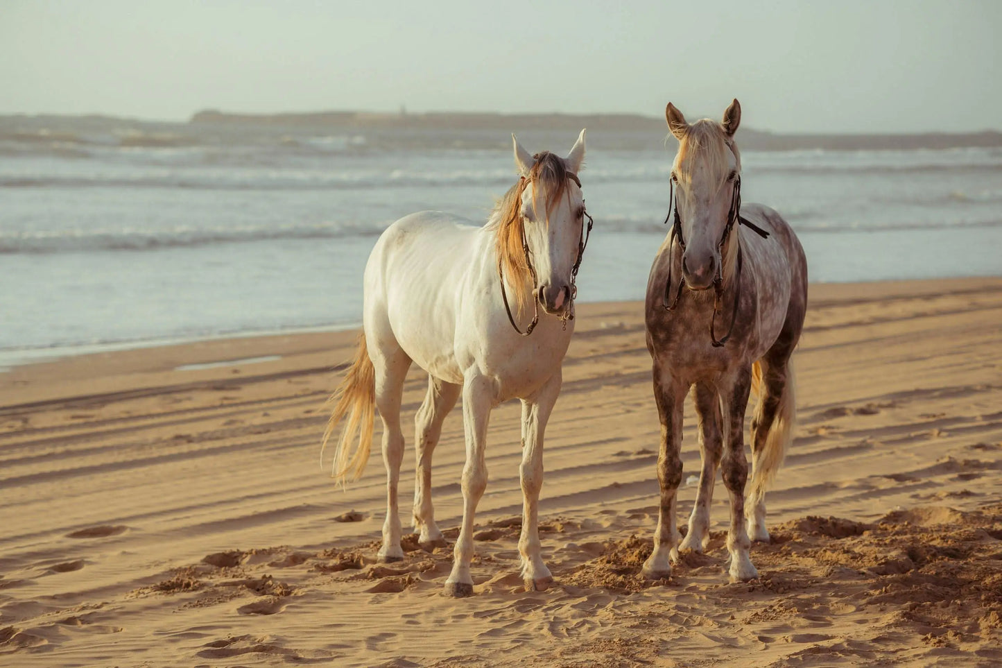 Two horses standing on a beach, illustrating the scenic experience of the horse-riding (3 hours) adventure, offering memorable rides along the sea.