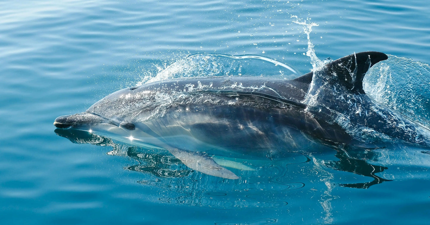 Dolphin House adventure: a dolphin gracefully swimming underwater, highlighting the thrilling experience of interacting with wild dolphins in their natural Red Sea habitat.