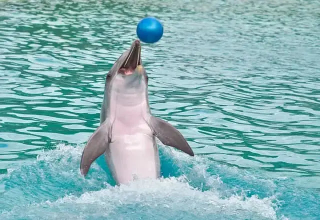 Delfin skaczący z niebieską piłką, ilustrujący wciągające doświadczenie Swim with Dolphins - 10 Minutes, podkreślające zabawną interakcję i przygodę.