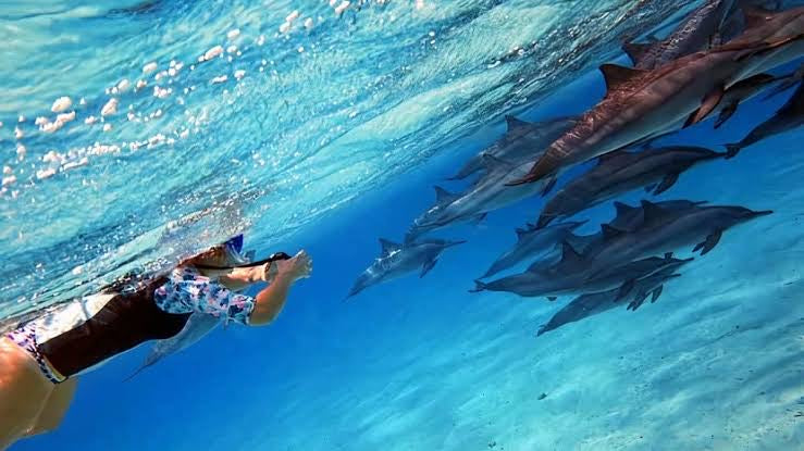 Paradise Island Snorkeling Tour