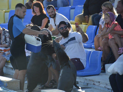 Swimming with dolphins – 5 minutes 