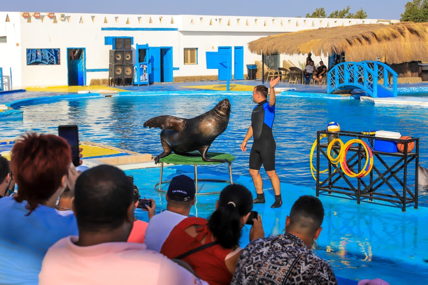 Swimming with dolphins - 10 minutes