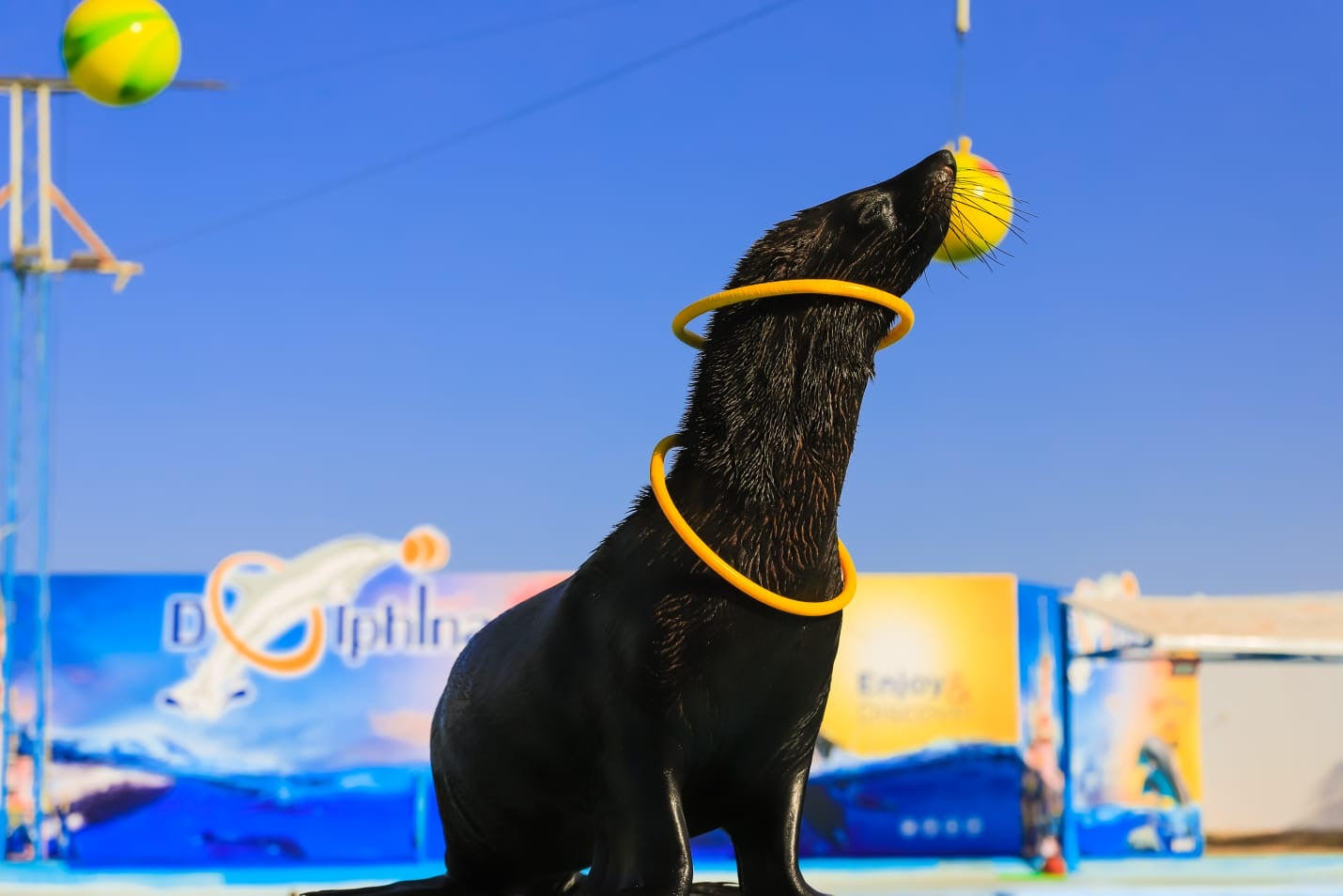 Schwimmen mit Delfinen – 10 Minuten