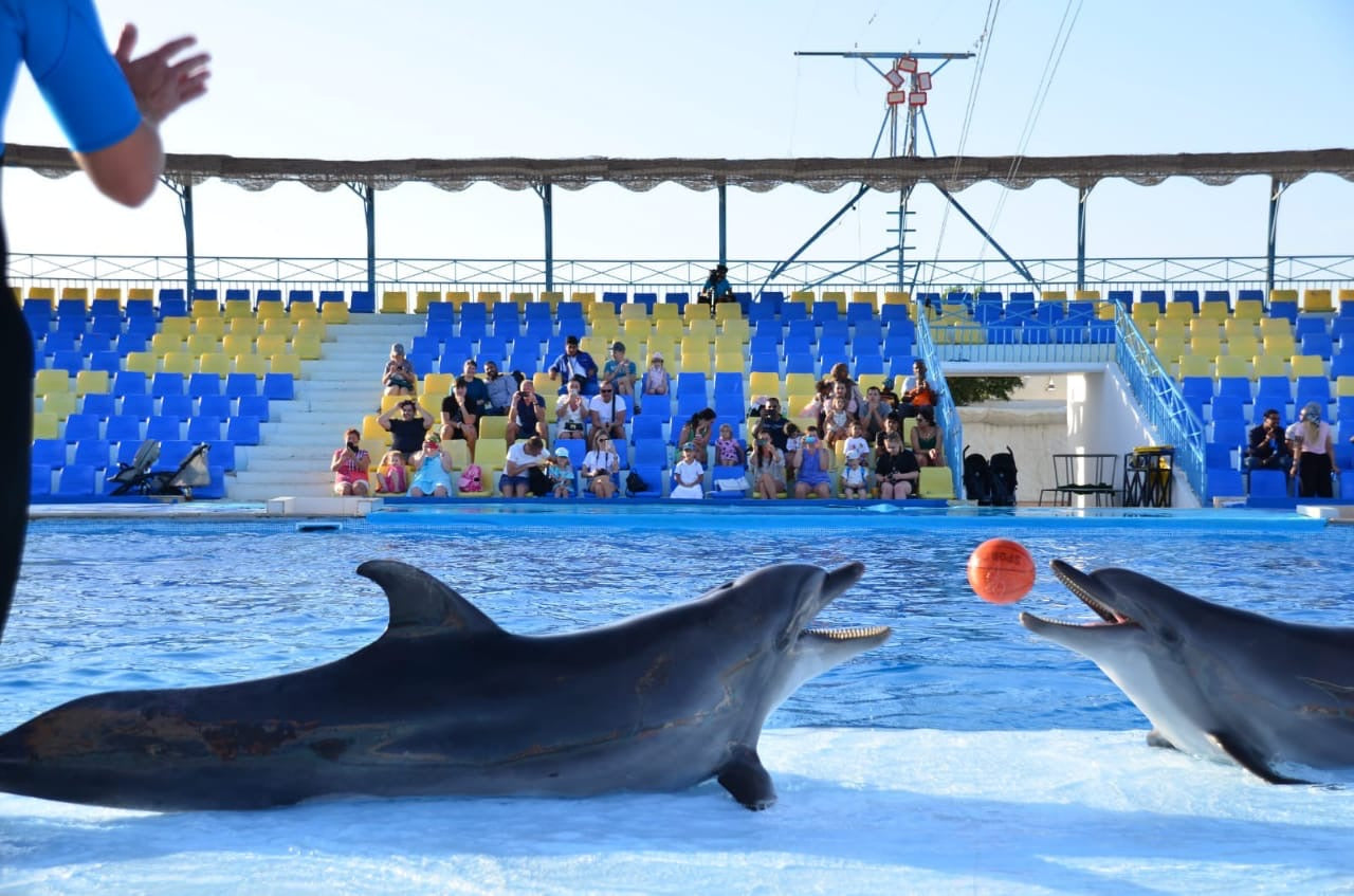 Swimming with dolphins - 10 minutes