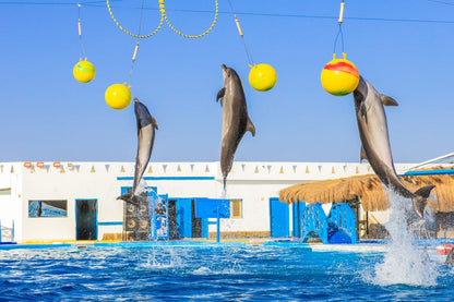 Swimming with dolphins - 10 minutes