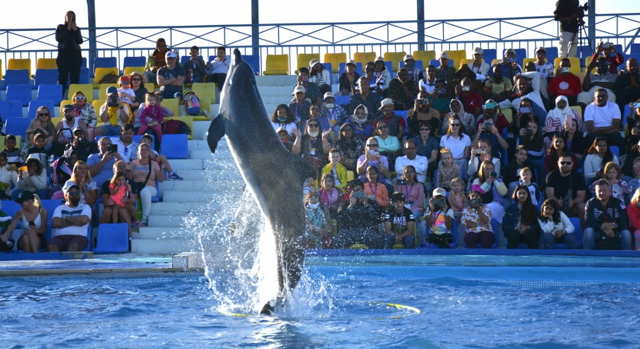 Swimming with dolphins - 10 minutes