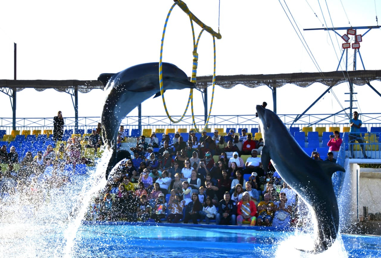 Swimming with dolphins - 10 minutes