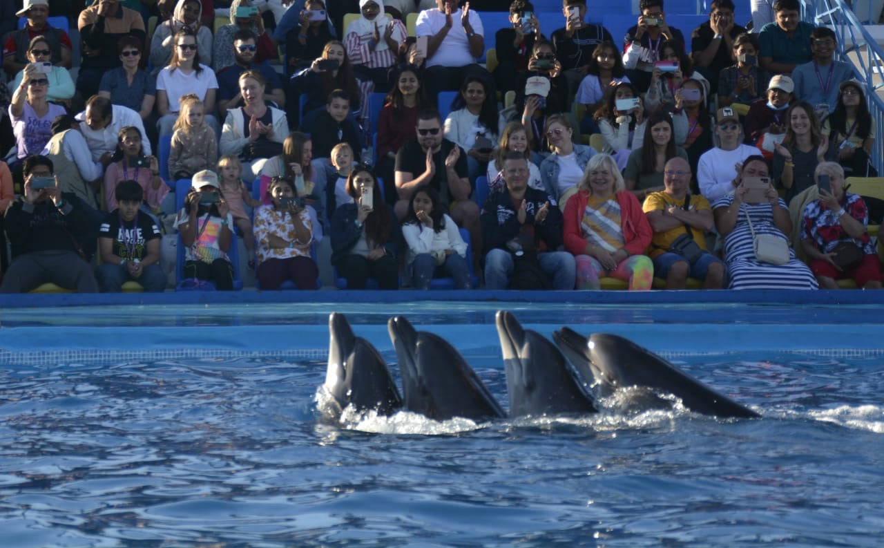 Swimming with dolphins - 10 minutes