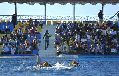 Schwimmen mit Delfinen – 10 Minuten