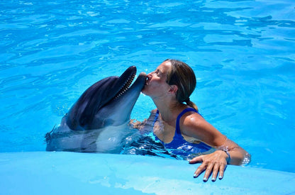 Delfin Dream Bundle