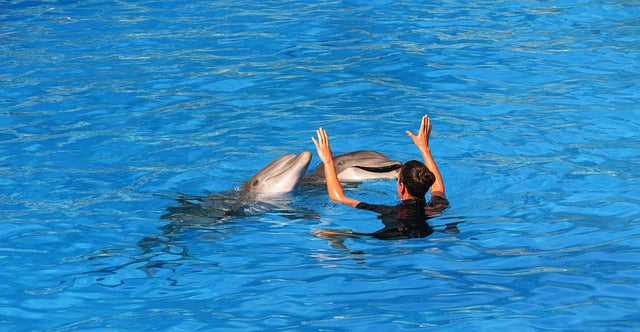 Schwimmen mit Delfinen – 5 Minuten