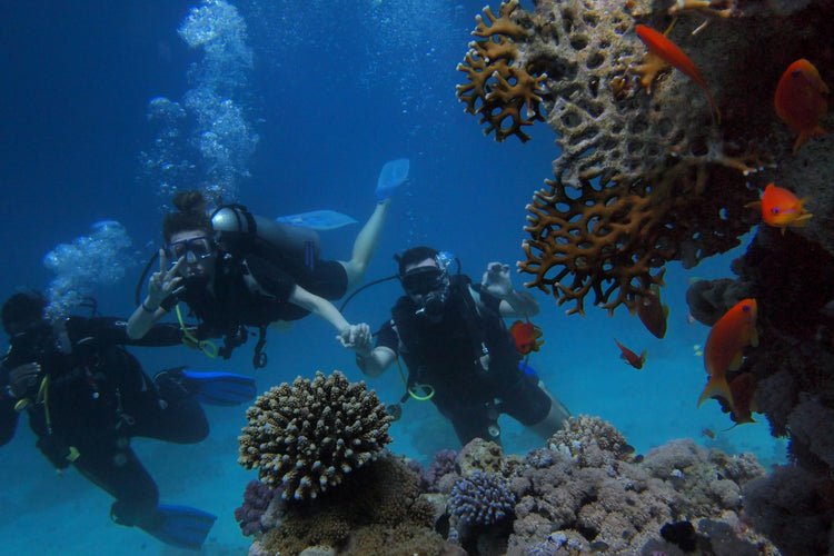 3 divers under water near a reef