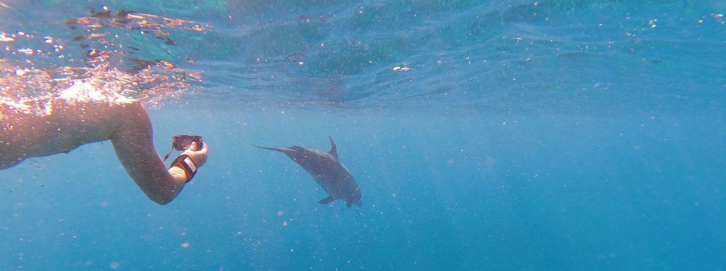 Dolphin House adventure: A person captures a dolphin swimming underwater, highlighting the experience of snorkeling with dolphins in their natural habitat.