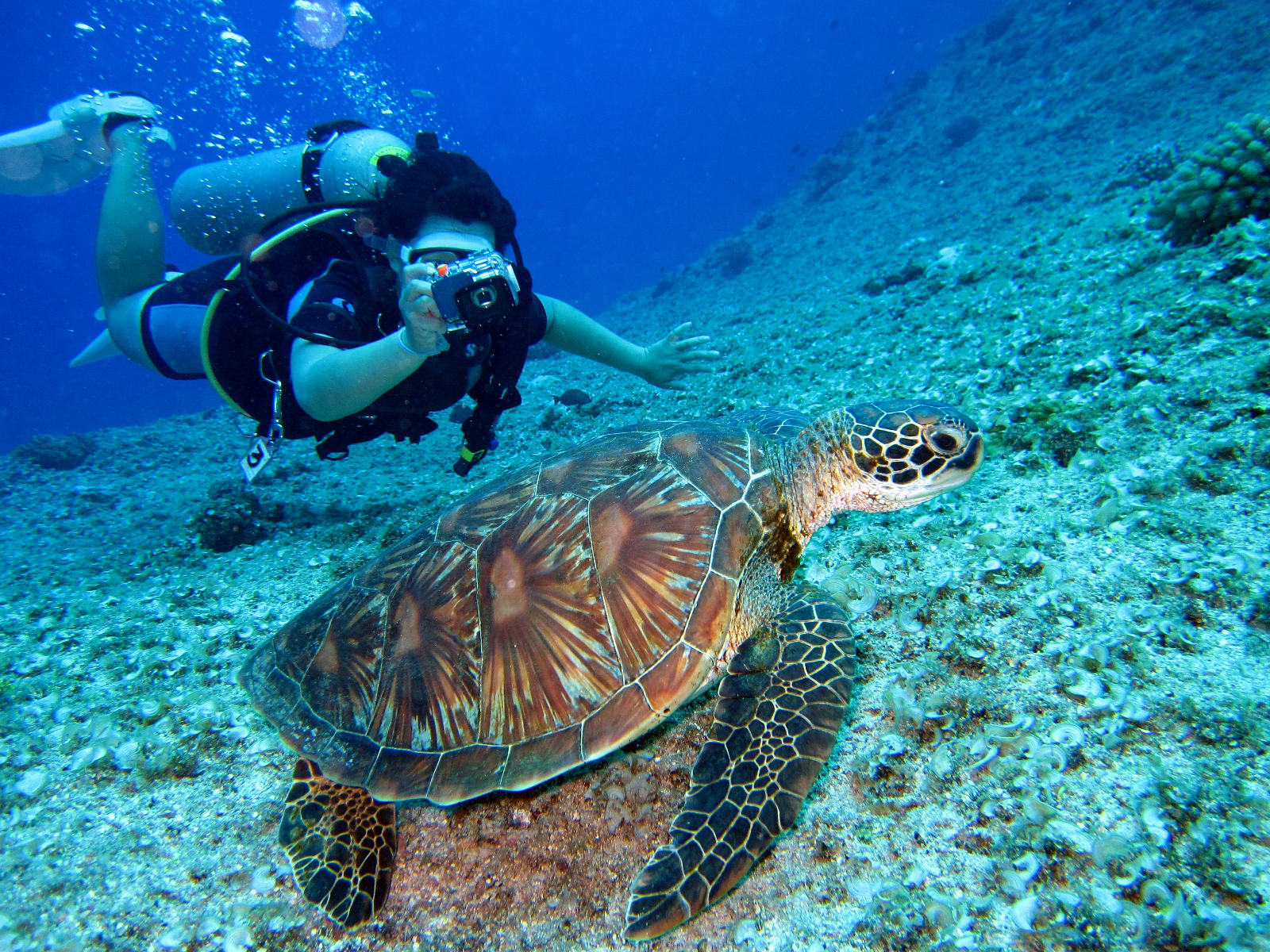 Diver under water taking a photo of a turtle that is also diving