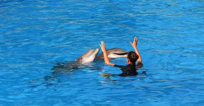 Woman swimming with dolphins, illustrating the product Swimming with dolphins - 10 minutes, offering a close encounter adventure with these joyful marine animals.