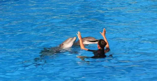 Woman swimming with dolphins, illustrating the product Swimming with dolphins - 10 minutes, offering a close encounter adventure with these joyful marine animals.