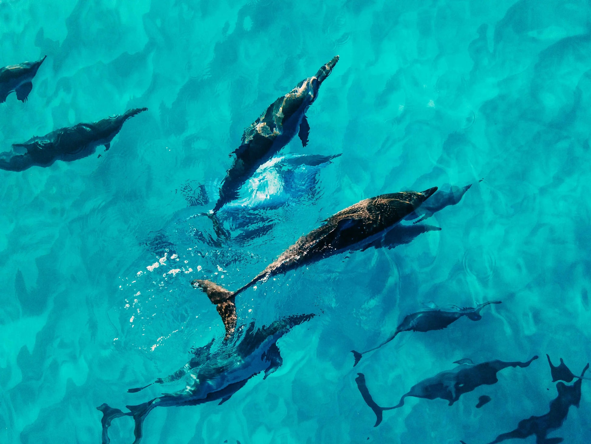 Dolphin House: A group of dolphins gracefully swimming in clear blue water, representing the unforgettable snorkeling adventure in the Red Sea from Hurghada.