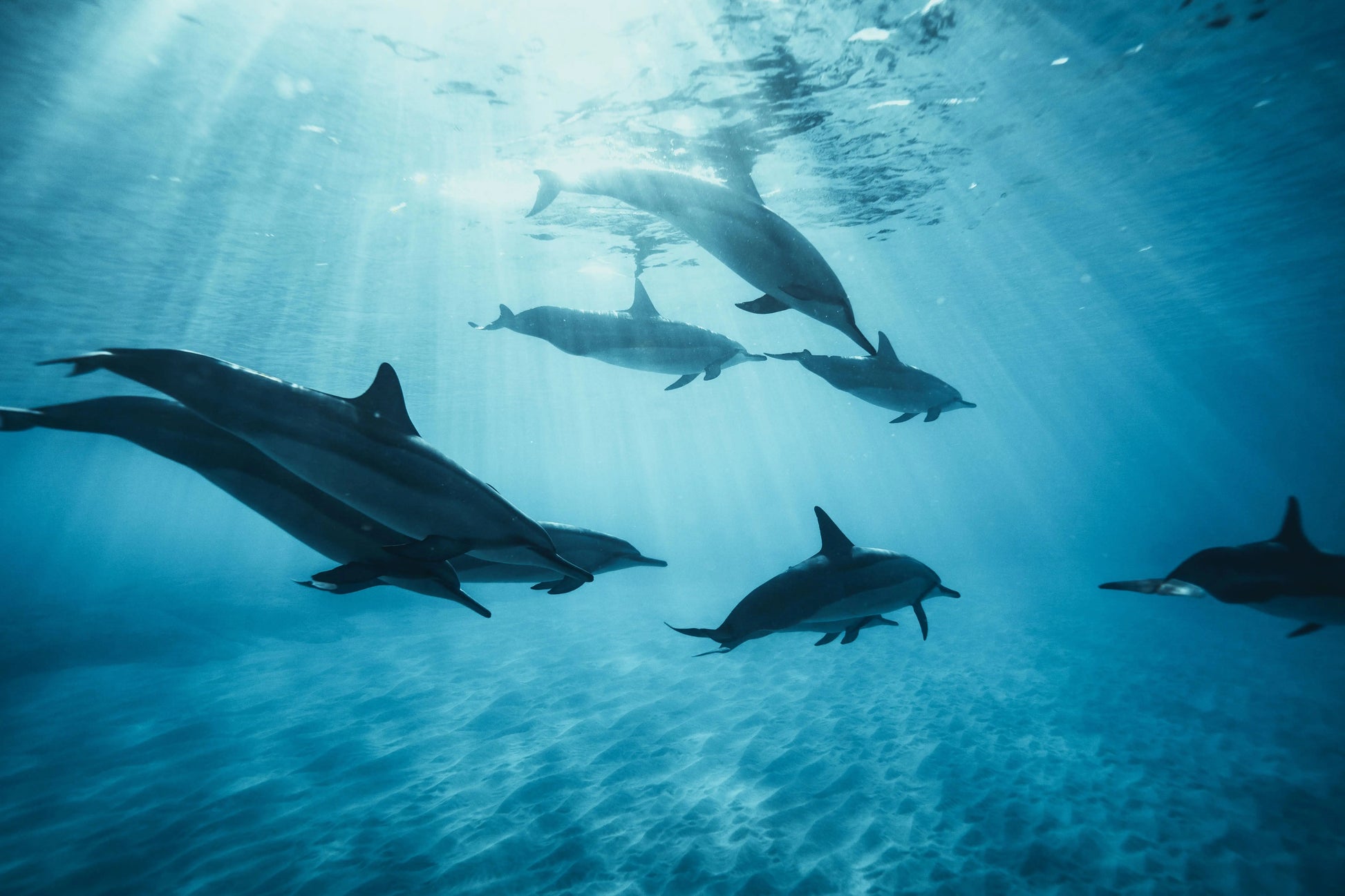 Dolphin House: Experience dolphins swimming gracefully in their natural Red Sea habitat, highlighting a unique snorkeling adventure from Hurghada.