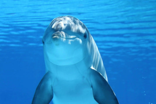 Dolphin House tour image showing a dolphin swimming underwater, highlighting the adventure of snorkeling and swimming with dolphins in their natural Red Sea habitat.